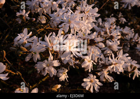 Magnolia stellata 'Waterlily' AGM - lumière du soir Banque D'Images