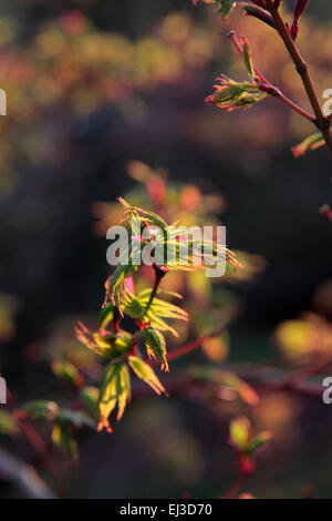 Acer shirasawanum 'aureum' feuillage de l'automne de l'AGA - syn Acer japonicum 'aureum' - feuillage émergent au printemps Banque D'Images