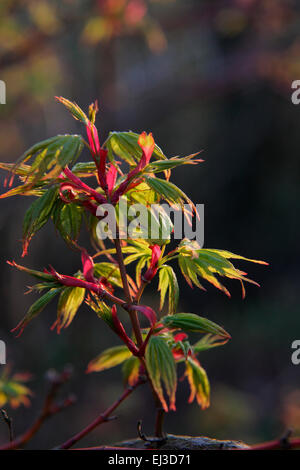 Acer shirasawanum 'aureum' feuillage de l'automne de l'AGA - syn Acer japonicum 'aureum' - feuillage émergent au printemps Banque D'Images