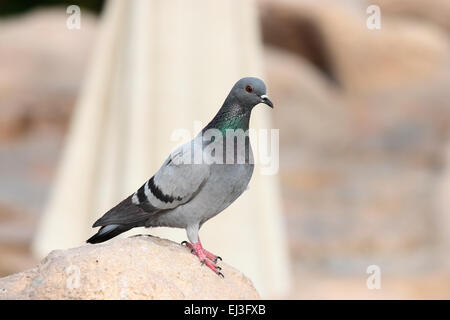 Blue Rock Pidgeon ou le pigeon biset (Columba livia) perché sur un rocher Banque D'Images