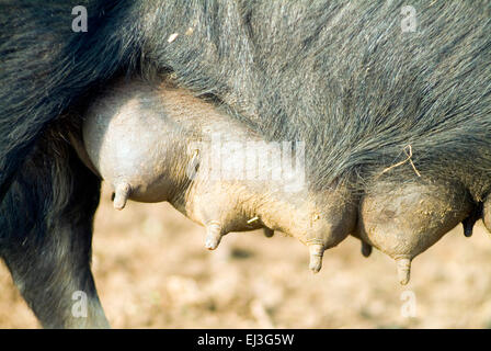 Les glandes mammaires de noir chez les porcs domestiques dans l'agriculture de la ferme biologique Banque D'Images