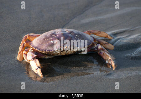 Le crabe dormeur dans les vagues comme la marée se retire, sur la plage de Ocean Shores, WA, Comté de Grays Harbor, États-Unis. Banque D'Images