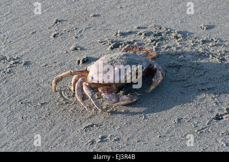 Un crabe dormeur est couvert dans le sable photographié sur la plage de Ocean Shores, Washington, États-Unis. Banque D'Images