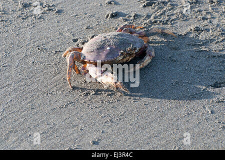 Un crabe dormeur est couvert dans le sable photographié sur la plage de Ocean Shores, Washington, États-Unis. Banque D'Images