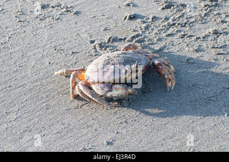 Un crabe dormeur est couvert dans le sable photographié sur la plage de Ocean Shores, Washington, États-Unis. Banque D'Images