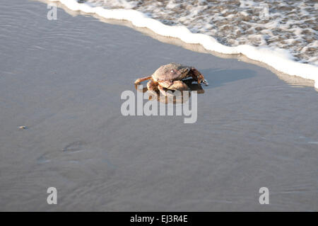 Le crabe dormeur dans le sable, comme le surf, sur la plage de Ocean Shores, WA, Comté de Grays Harbor, États-Unis. Banque D'Images