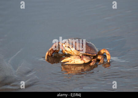 Le crabe dormeur dans le sable, que les vagues s'éteint, sur la plage de Ocean Shores, WA, Comté de Grays Harbor, États-Unis. Banque D'Images