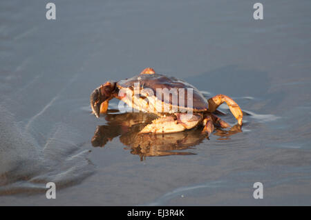 Le crabe dormeur dans le sable, que les vagues s'éteint, sur la plage de Ocean Shores, WA, Comté de Grays Harbor, États-Unis. Banque D'Images