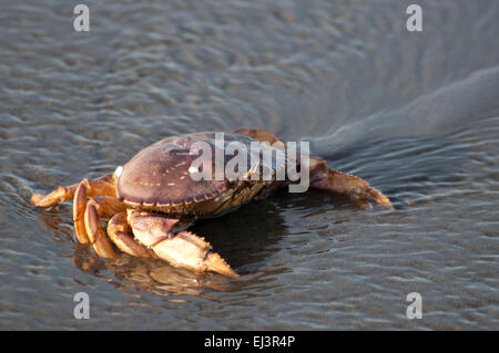 Le crabe dormeur dans le sable, que les vagues s'éteint, sur la plage de Ocean Shores, WA, Comté de Grays Harbor, États-Unis. Banque D'Images