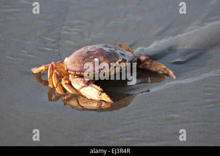 Le crabe dormeur dans le sable, que les vagues s'éteint, sur la plage de Ocean Shores, WA, Comté de Grays Harbor, États-Unis. Banque D'Images