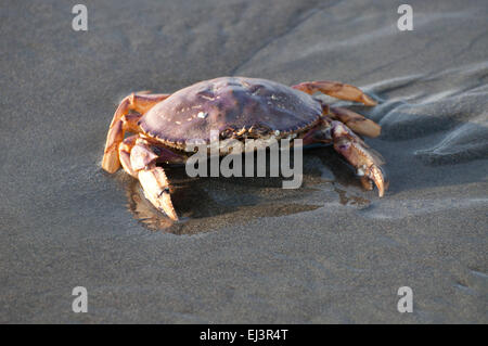 Le crabe dormeur dans le sable, que les vagues s'éteint, sur la plage de Ocean Shores, WA, Comté de Grays Harbor, États-Unis. Banque D'Images