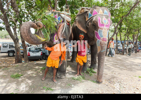Décoré éléphant asiatique en Inde Banque D'Images