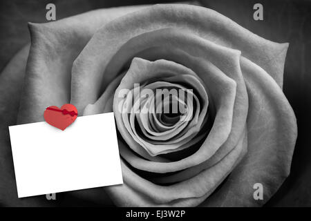 Image composite de rose en noir et blanc Banque D'Images