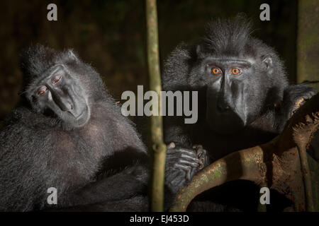 Deux individus de la macaque à crête noire de Sulawesi (Macaca nigra) dans la réserve naturelle de Tangkoko, au nord de Sulawesi, en Indonésie. Banque D'Images