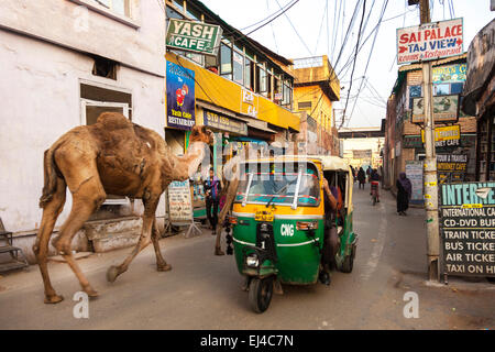 Les chameaux marchant à travers une rue à Agra, Uttar Pradesh, Inde Banque D'Images