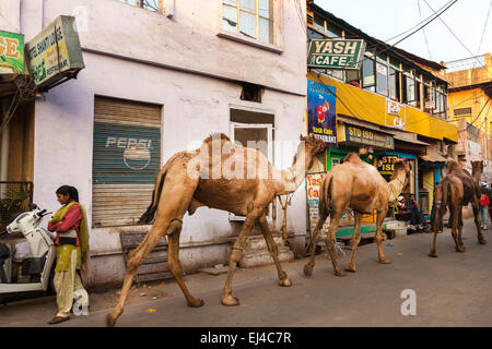 Les chameaux marchant à travers une rue à Agra, Uttar Pradesh, Inde Banque D'Images