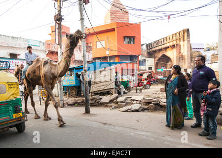 Les chameaux marchant à travers une rue à Agra, Uttar Pradesh, Inde Banque D'Images