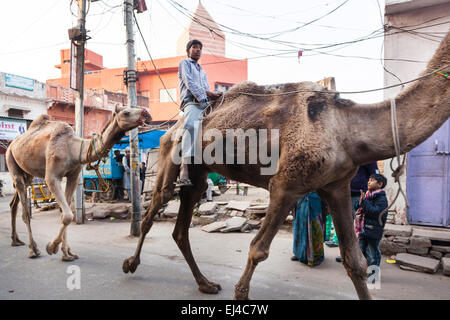 Les chameaux marchant à travers une rue à Agra, Uttar Pradesh, Inde Banque D'Images