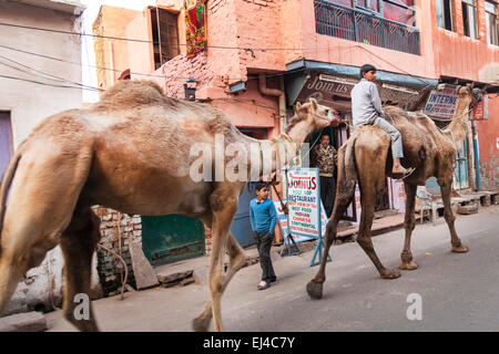 Les chameaux marchant à travers une rue à Agra, Uttar Pradesh, Inde Banque D'Images