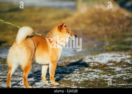 Magnifique jeune chien chiot Shiba Inu rouge restant au printemps en plein air Banque D'Images