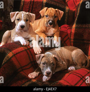 Chiots American Staffordshire terrier Banque D'Images