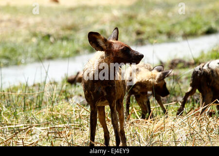 La chasse chien sauvage d'Afrique. C'est le plus grand prédateur sur les plaines d'Afrique avec 84 % de chasse résultant en un kill Banque D'Images