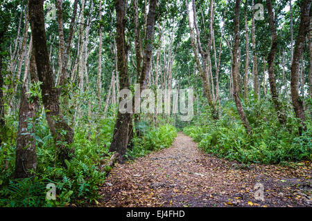 La forêt de Jozani, Zanzibar, Tanzanie Banque D'Images