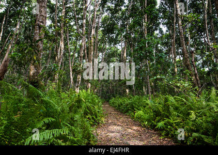 La forêt de Jozani, Zanzibar, Tanzanie Banque D'Images