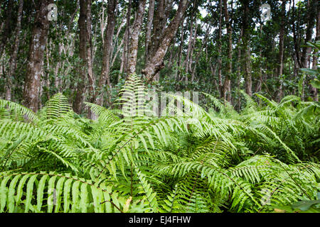 La forêt de Jozani, Zanzibar, Tanzanie Banque D'Images