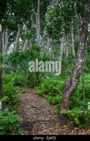 La forêt de Jozani, Zanzibar, Tanzanie Banque D'Images