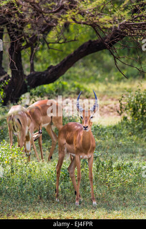 Un troupeau d'impalas Aepyceros melampus, hommes, debout dans la végétation dans le Parc National du Serengeti, Tanzanie Banque D'Images