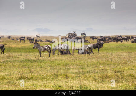 Une mère gnous et veau nouveau-né, le cratère du Ngorongoro, en Tanzanie. Banque D'Images