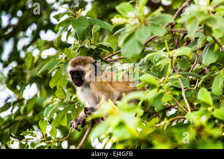 Singe vervet (Cercopithecus aethiops) assis dans un arbre, Afrique du Sud Banque D'Images