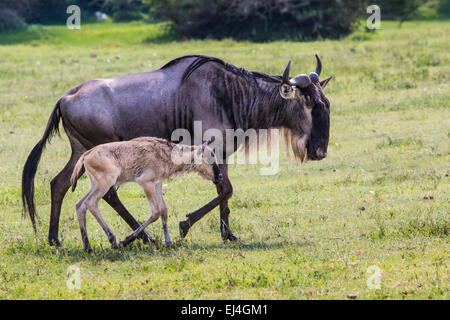 Une mère gnous et veau nouveau-né, le cratère du Ngorongoro, en Tanzanie. Banque D'Images