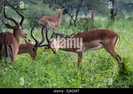 Un portrait d'un beau mâle impala ram.Parc national de Tarangire - Réserve faunique en Tanzanie, Afrique Banque D'Images