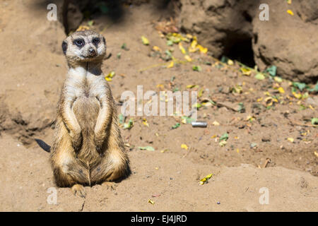 Meerkat (Suricata suricatta) avec bébé curieux, désert du Kalahari, Afrique du Sud Banque D'Images