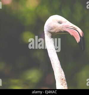 Flamants Roses contre un arrière-plan vert Banque D'Images