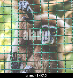 Gibbons est dans le zoo Banque D'Images