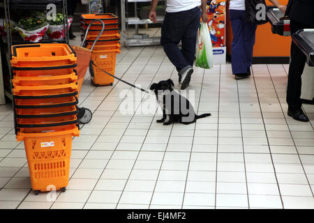 Chien Noir attend que son propriétaire dans un supermarché à Rome, Italie. Banque D'Images