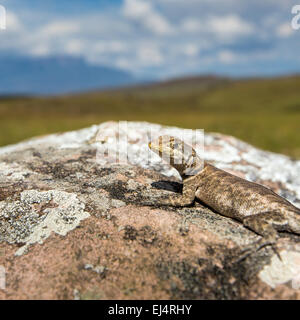 Lézard dans route de Mont Roraima - Venezuela, l'Amérique latine Banque D'Images