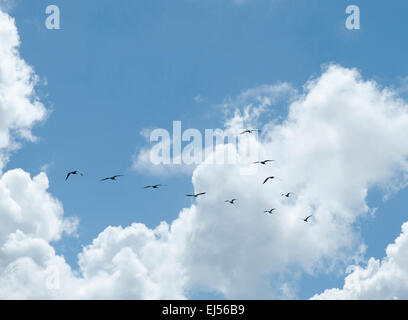 Les oiseaux qui migrent entre un ciel nuageux ciel bleu en V Banque D'Images