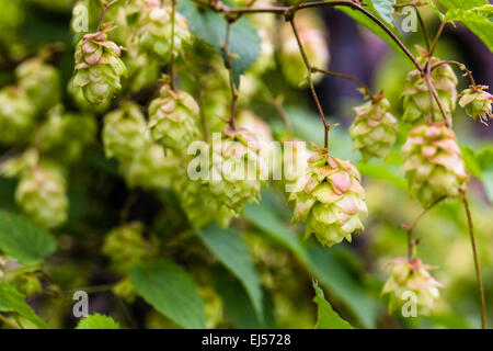 Branche de houblon. Cônes avec rayons de soleil. Feuilles vertes. Banque D'Images