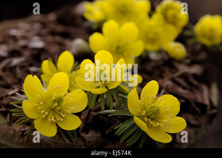 Eranthis hyemalis Cilicica group Banque D'Images