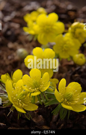 Eranthis hyemalis Cilicica group Banque D'Images