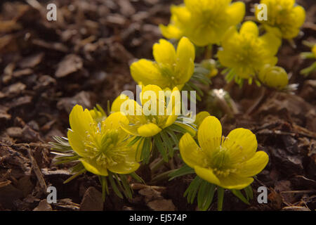 Eranthis hyemalis Cilicica group Banque D'Images