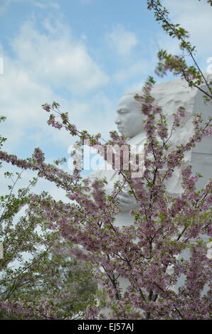 Martin Luther King statue cerisiers en fleurs à Washington DC. Banque D'Images