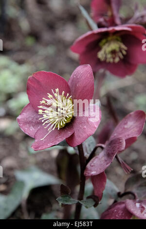 Helleborus x hybridus marbré de groupe 'Anna's Red' Banque D'Images