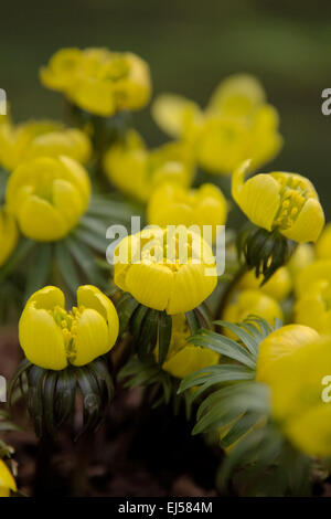 Eranthis hyemalis Cilicica group Banque D'Images