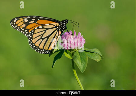 Le monarque (Danaus plexipus) sur le trèfle rouge (Trifolium pratense) avec ses ailes fermées près de Galena, Illinois, USA Banque D'Images