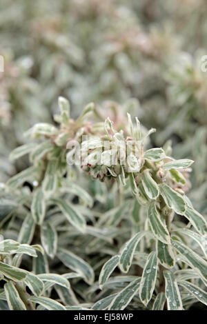 Euphorbia 'Silver Swan' Banque D'Images